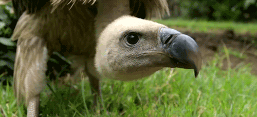vulture gif