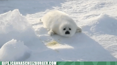 baby cute seal pup seal - Gifs.Icanhascheezburger.Com