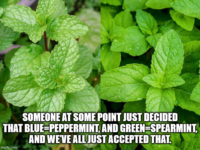 peppermint vs spearmint - Someone At Some Point Just Decided That BluePeppermint, And GreenSpearmint, And We'Ve All Just Accepted That. imgflip.com