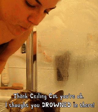 funny animals gifs - Thank Ceiling Cat you're ok. I thought you Drowned in there!
