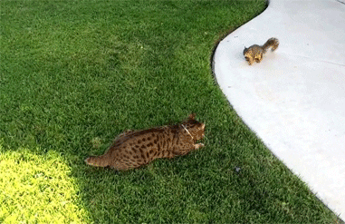 squirrel cat gif