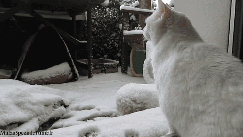 snowy cat gif - MalzaSpeziale Tumblr
