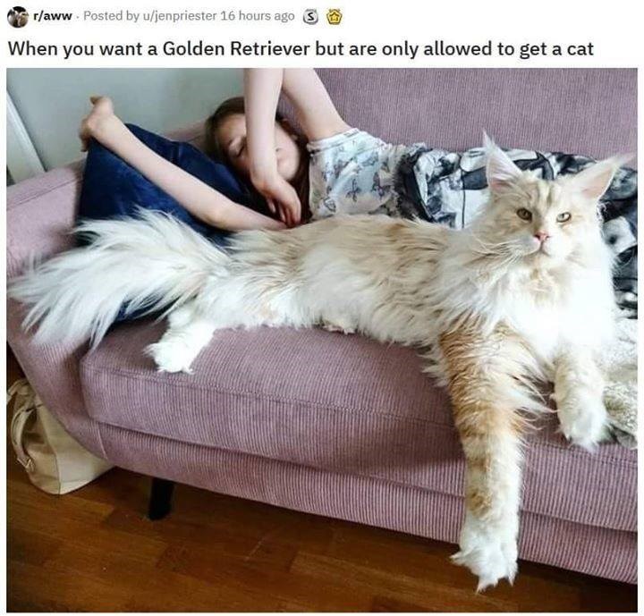 maine coon - raww . Posted by ujenpriester 16 hours ago 3 When you want a Golden Retriever but are only allowed to get a cat