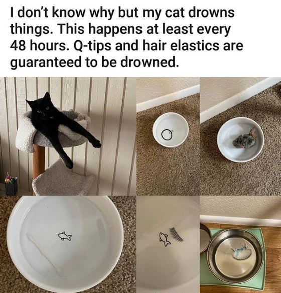 sink - I don't know why but my cat drowns things. This happens at least every 48 hours. Qtips and hair elastics are guaranteed to be drowned.