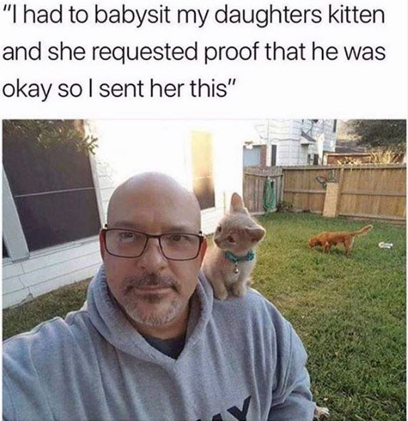 memes that are impossible not to laugh - "I had to babysit my daughters kitten and she requested proof that he was okay so I sent her this"