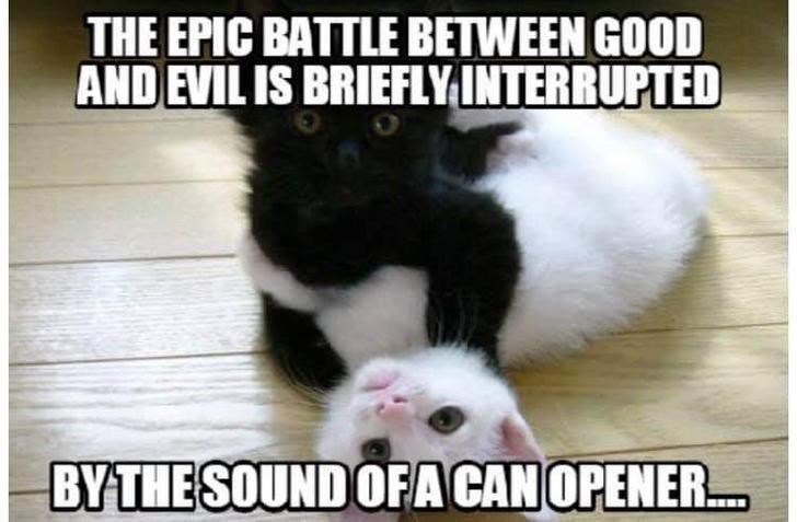 black and white kitten - The Epic Battle Between Good And Evil Is Briefly Interrupted By The Sound Of A Can Opener....