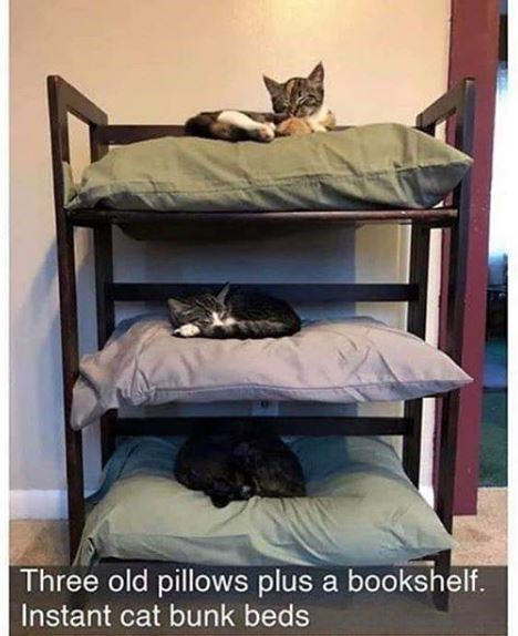 Three old pillows plus a bookshelf. Instant cat bunk beds
