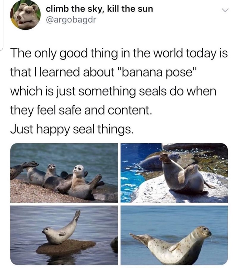 wholesome seal memes - climb the sky, kill the sun The only good thing in the world today is that I learned about "banana pose" which is just something seals do when they feel safe and content. Just happy seal things.