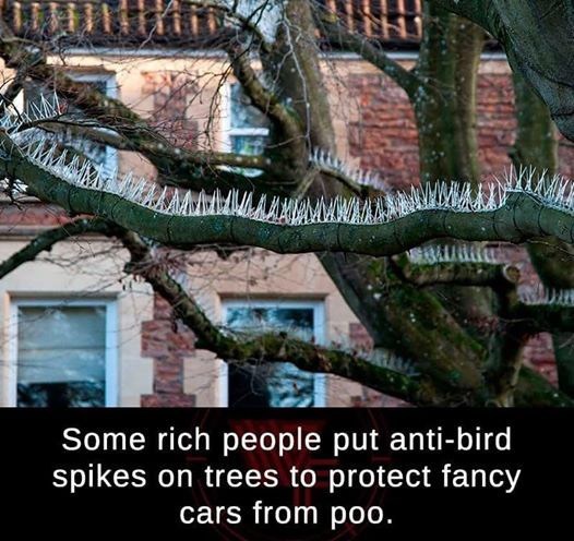 anti bird spikes - Some rich people put antibird spikes on trees to protect fancy cars from poo.