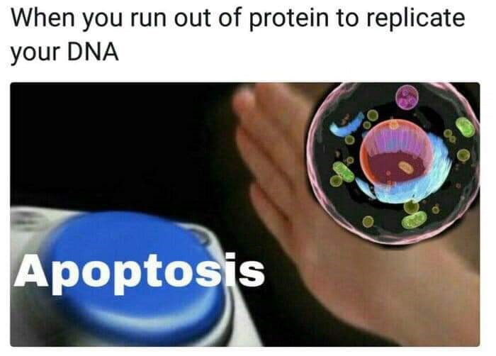 biology meme - When you run out of protein to replicate your Dna Apoptosis