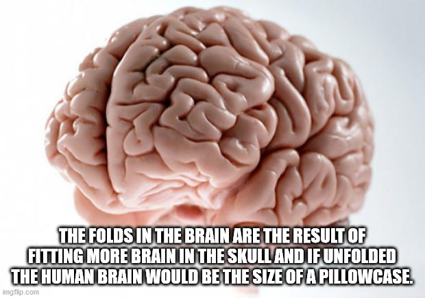 scumbag brain meme - The Folds In The Brain Are The Result Of Fitting More Brain In The Skull And If Unfolded The Human Brain Would Be The Size Of A Pillowcase. imgflip.com