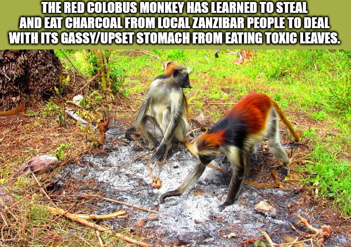 fauna - The Red Colobus Monkey Has Learned To Steal And Eat Charcoal From Local Zanzibar People To Deal With Its GassyUpset Stomach From Eating Toxic Leaves. mgp.com