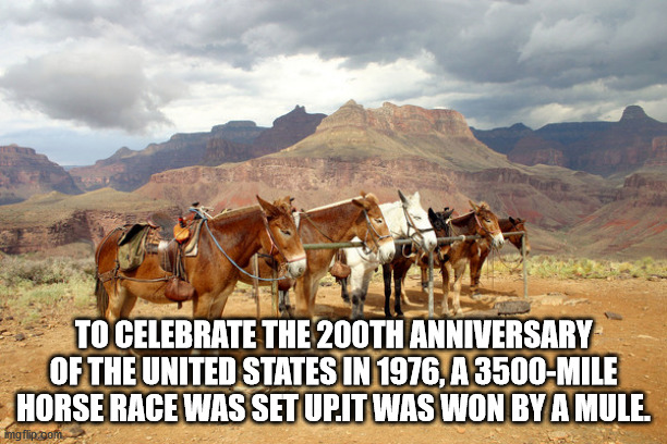 pack animal - To Celebrate The 200TH Anniversary Of The United States In 1976, A 3500Mile Horse Race Was Set Up.It Was Won By A Mule. imgflip.com