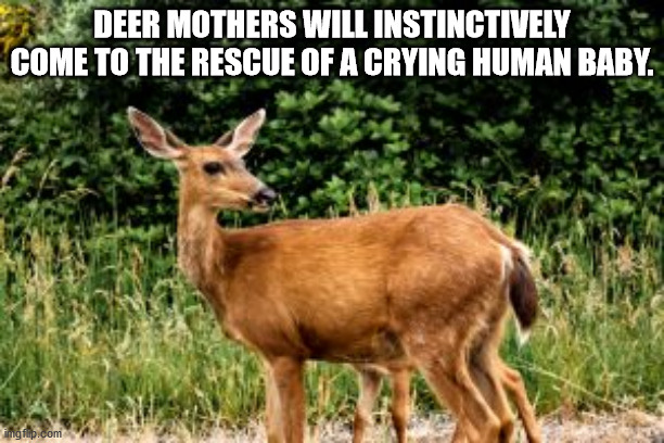destination jeddah - Deer Mothers Will Instinctively Come To The Rescue Of A Crying Human Baby. Amig flip.com