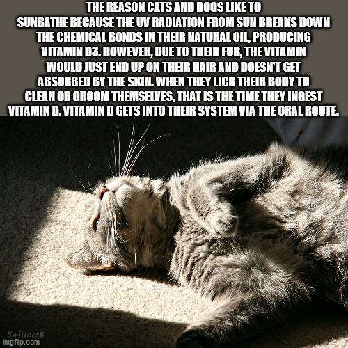 fauna - The Reason Cats And Dogs To Sunbathe Because The Uv Radiation From Sun Breaks Down The Chemical Bonds In Their Natural Oil, Producing Vitamin D3. However, Due To Their Fur, The Vitamin Would Just End Up On Their Hair And Doesn'T Get Absorbed By Th