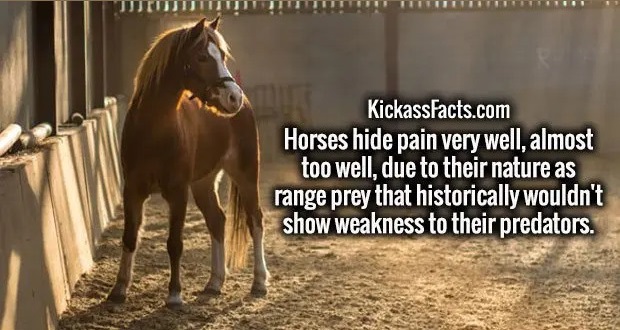 KickassFacts.com Horses hide pain very well, almost too well, due to their nature as range prey that historically wouldn't show weakness to their predators.