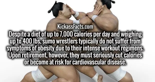 man - KickassFacts.com Despite a diet of up to 7,000 calories per day and weighing up to 400 lbs, sumo wrestlers typically do not suffer from symptoms of obesity due to their intense workout regimens. Upon retirement, however, they must seriously cut calo
