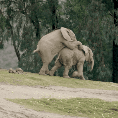 funny elephants gif
