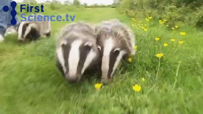 cute badger gif - First Science.tv