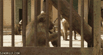 monkey in jail gif - Senorgif.Com