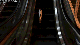 dog escalator gif - Senorgif.Com