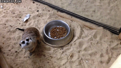 cute meerkat gif - Senor Gif.Com