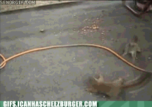 funny squirrel fighting gif - Senorgif.Com Gifs.Icanhascheezburger.Com