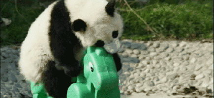 giant panda gif