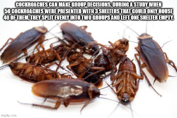 cleaning and fumigation services - Cockroaches Can Make Group Decisions. During A Study When 50 Cockroaches Were Presented With 3 Shelters That Could Only House 40 Of Them, They Split Evenly Into Two Groups And Left One Shelter Empty. imgflip.com