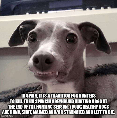 photo caption - In Spain, It Is A Tradition For Hunters To Kill Their Spanish Greyhound Hunting Dogs At The End Of The Hunting Season. Young Healthy Dogs Are Hung, Shot, Maimed AndOr Strangled And Left To Die imgflip.com