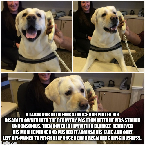 sad dog vs happy dog - A Labrador Retriever Service Dog Pulled His Disabled Owner Into The Recovery Position After He Was Struck Unconscious, Then Covered Him With A Blanket, Retrieved His Mobile Phone And Pushed It Against His Face, And Only Left His Own