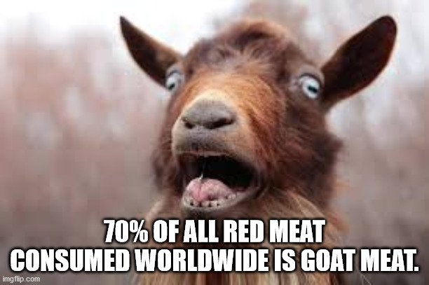 wrong hole goat gif - 70% Of All Red Meat Consumed Worldwide Is Goat Meat. imgflip.com