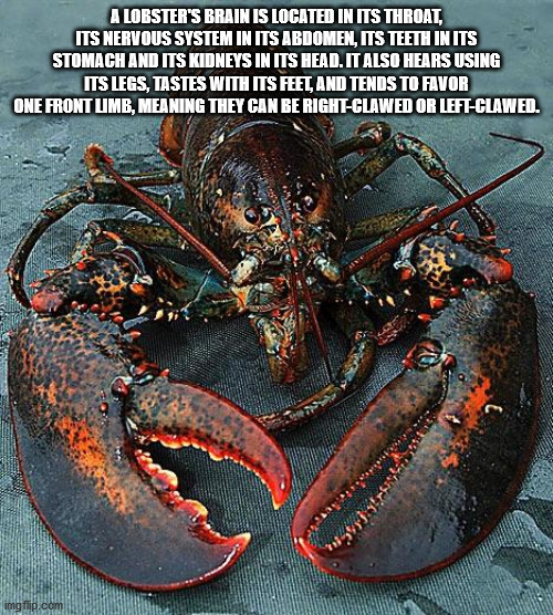 atlantic lobster - A Lobster'S Brain Is Located In Its Throat, Its Nervous System In Its Abdomen, Its Teeth In Its Stomach And Its Kidneys In Its Head. It Also Hears Using Its Legs, Tastes With Its Feel And Tends To Favor One Front Limb, Meaning They Can 