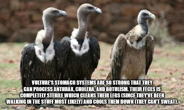 indian vulture bird - Vulture'S Stomach Systems Are So Strong That They Can Process Anthrax, Cholera, And Botulism. Their Feces Is Completely Sterile Which Cleans Their Legs Since They'Ve Been Walking In The Stuff Most ly And Cools Them Down They Can'T Sw