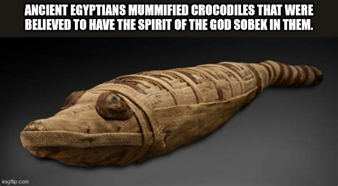 parade - Ancient Egyptians Mummified Crocodiles That Were Believed To Have The Spirit Of The God Sobek In Them. imgflip.com