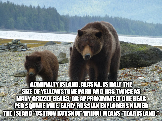 grizzly bear - Admiralty Island, Alaska, Is Half The Size Of Yellowstone Park And Has Twice As Many Grizzly Bears, Or Approximately One Bear Per Square Mile. Early Russian Explorers Named The Island Ostrov Kutsnoi Which Means Fear Island." imgflip.com