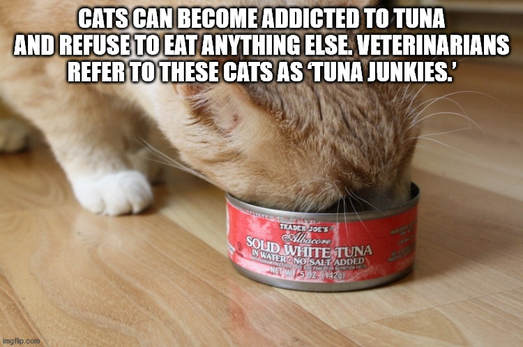 success kid meme - Solid White Tuna Note In Waterono Salt Added Cats Can Become Addicted To Tuna And Refuse To Eat Anything Else. Veterinarians Refer To These Cats As Tuna Junkies.' Trader Jol'S Albacore Net WU5 Oz 1429 imgflip.com