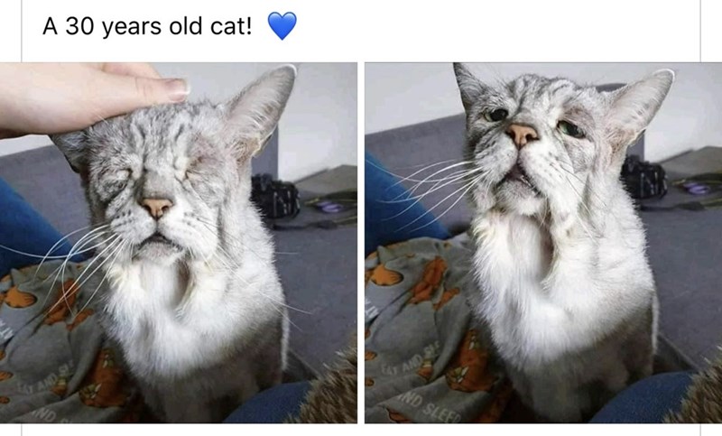 very old cat - A 30 years old cat! Sande And Se Ind Slee Ind