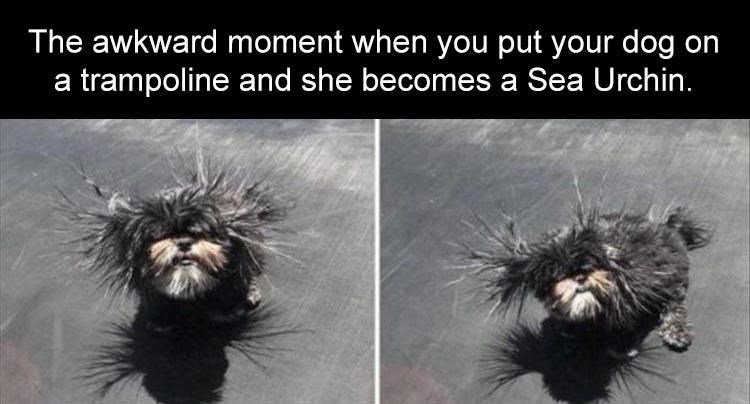 put my dog on the trampoline meme - The awkward moment when you put your dog on a trampoline and she becomes a Sea Urchin.