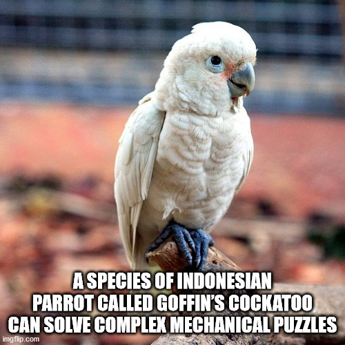 cockatoo life span - A Species Of Indonesian Parrot Called Goffin'S Cockatoo Can Solve Complex Mechanical Puzzles imgflip.com
