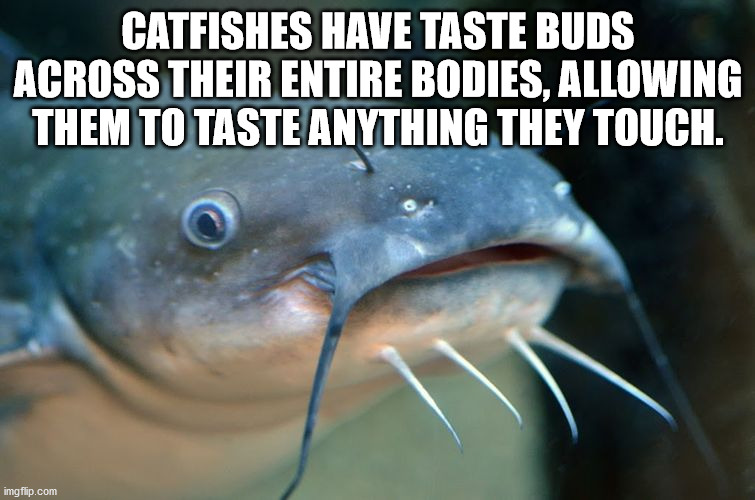 catfish barbels - Catfishes Have Taste Buds Across Their Entire Bodies, Allowing Them To Taste Anything They Touch. imgflip.com