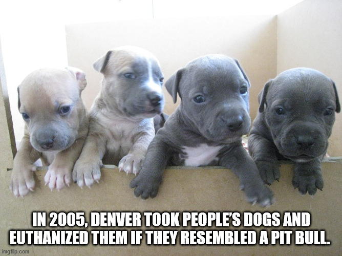american pit bull terrier - In 2005, Denver Took People'S Dogs And Euthanized Them If They Resembled A Pit Bull. imgflip.com