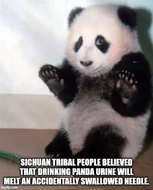baby panda - Sichuan Tribal People Believed That Drinking Panda Urine Will Melt An Accidentally Swallowed Needle. imgflip.com