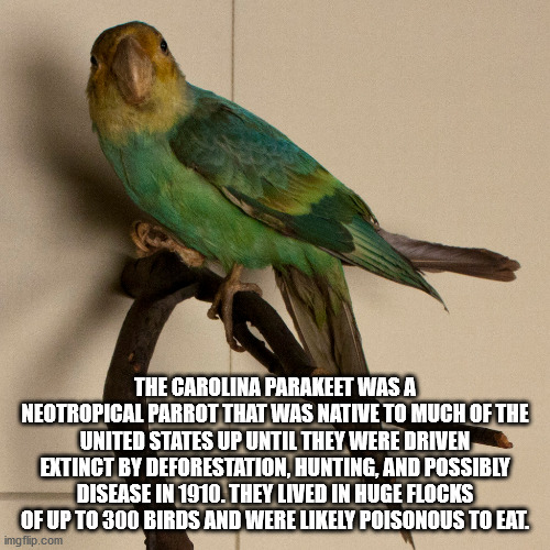 fauna - The Carolina Parakeet Was A Neotropical Parrot That Was Native To Much Of The United States Up Until They Were Driven Extinct By Deforestation, Hunting, And Possibly Disease In 1910. They Lived In Huge Flocks Of Up To 300 Birds And Were ly Poisono