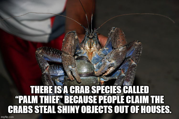 flu - There Is A Crab Species Called "Palm Thief' Because People Claim The Crabs Steal Shiny Objects Out Of Houses. imgflip.com