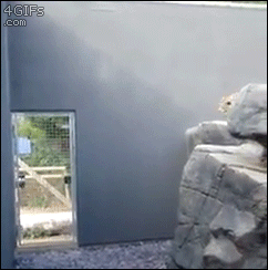 snow leopard wall jump - 4 GIFs .com