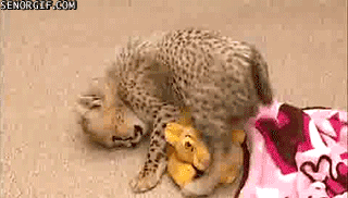 cheetah cute gif - Senorgif.Com