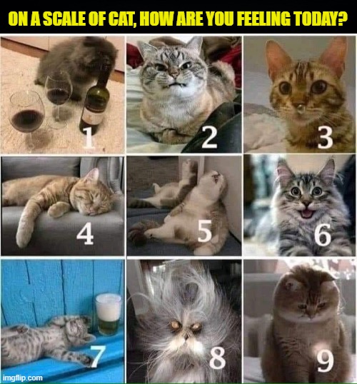 scale of cat how are you feeling today - On A Scale Of Cat, How Are You Feeling Today? 3 N 4 6 8 9 imgflip.com