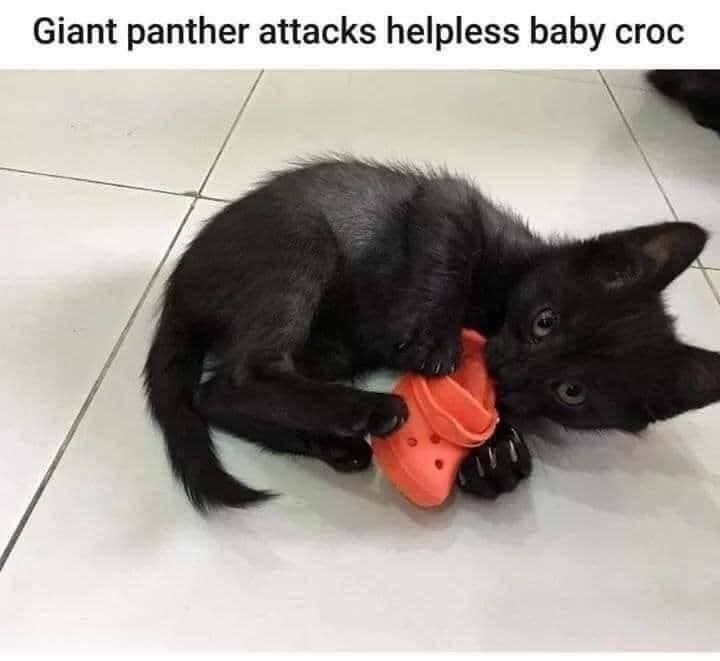 Crocs - Giant panther attacks helpless baby croc