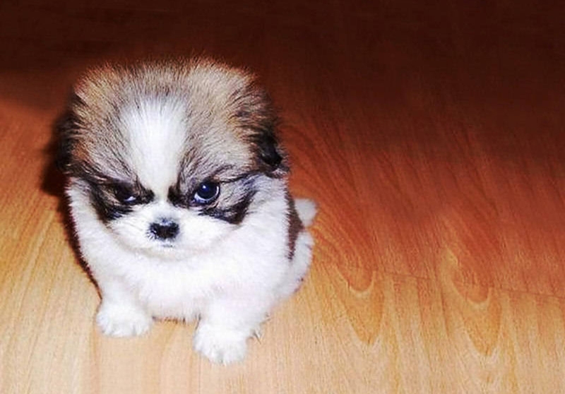 angry baby dog